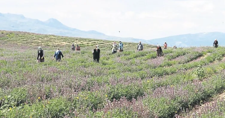 Üniversitede çay hasadı