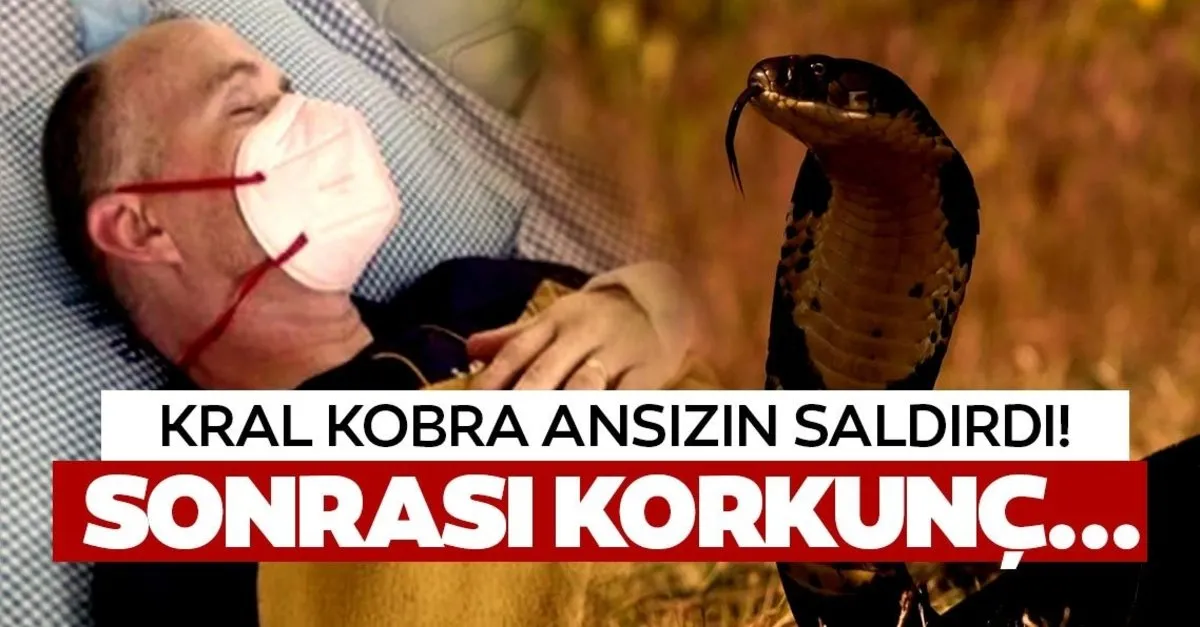 son dakika kral kobra yilani ingiliz