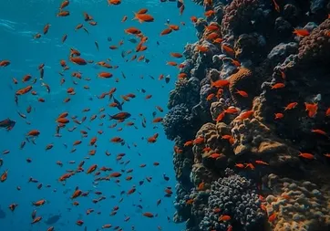 Derin denizlerde sessizlik: Okyanus tabanında yaşam durma noktasında