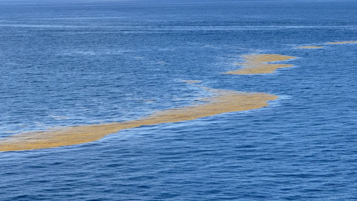 Atlantik’te kıta büyüklüğünde kahverengi şerit: Bilim insanları kırmızı alarm diyor