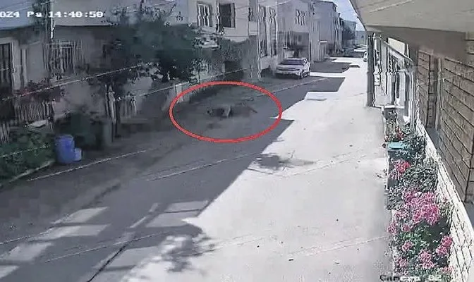 Sokak köpekleri çocuklara saldırdı