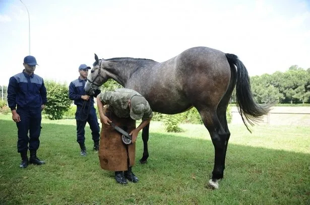 Türk Silahlı Kuvvetlerinin atları böyle eğitiliyor