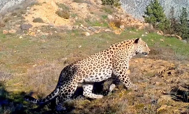 Bu hayvanı avlamanın cezası tam 30 milyon TL