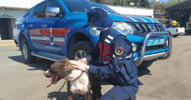 Köpeği otomobile zincirle bağladılar: Jandarma imdada yetişti