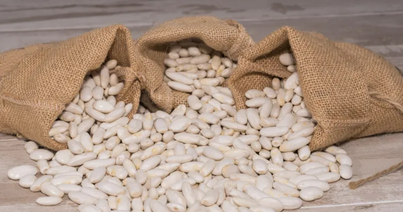 Kuru Fasulyenin Faydaları Ve Zararları Nelerdir? Kuru Fasulye Neye İyi Gelir, Nasıl Tüketilir? -Son Dakika Haberi - Sağlık Haberleri