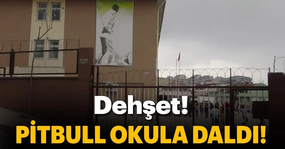 okula giren pitbull vuruldu son