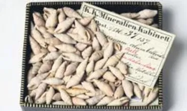 130 yıllık kutudan 33 yeni tür çıktı