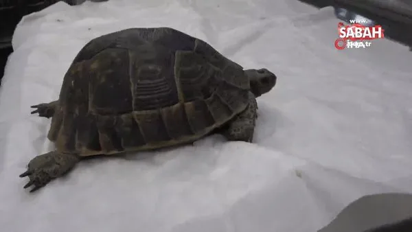 Marmaris’teki yangında dumandan zehirlenen kaplumbağa kurtarıldı | Video