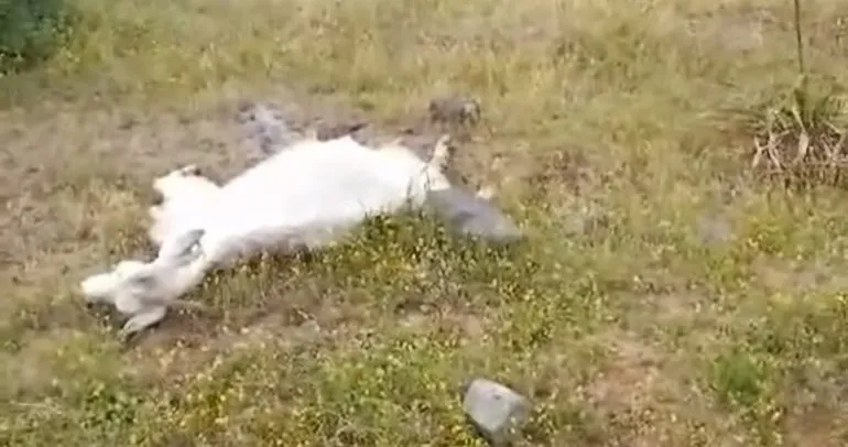 Bergama’da meradaki sudan içen 10 keçi telef oldu