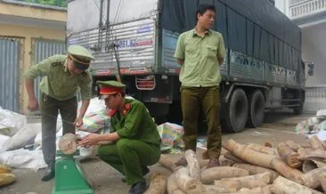 Vietnam’da fil dişi kaçakçılığı