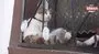 Oturuşu ile meşhur olan kediye rakip oldu | Video