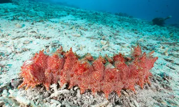 İlaç gibi canlı: Deniz hıyarı kansere karşı doğal koruma sağlayabilir