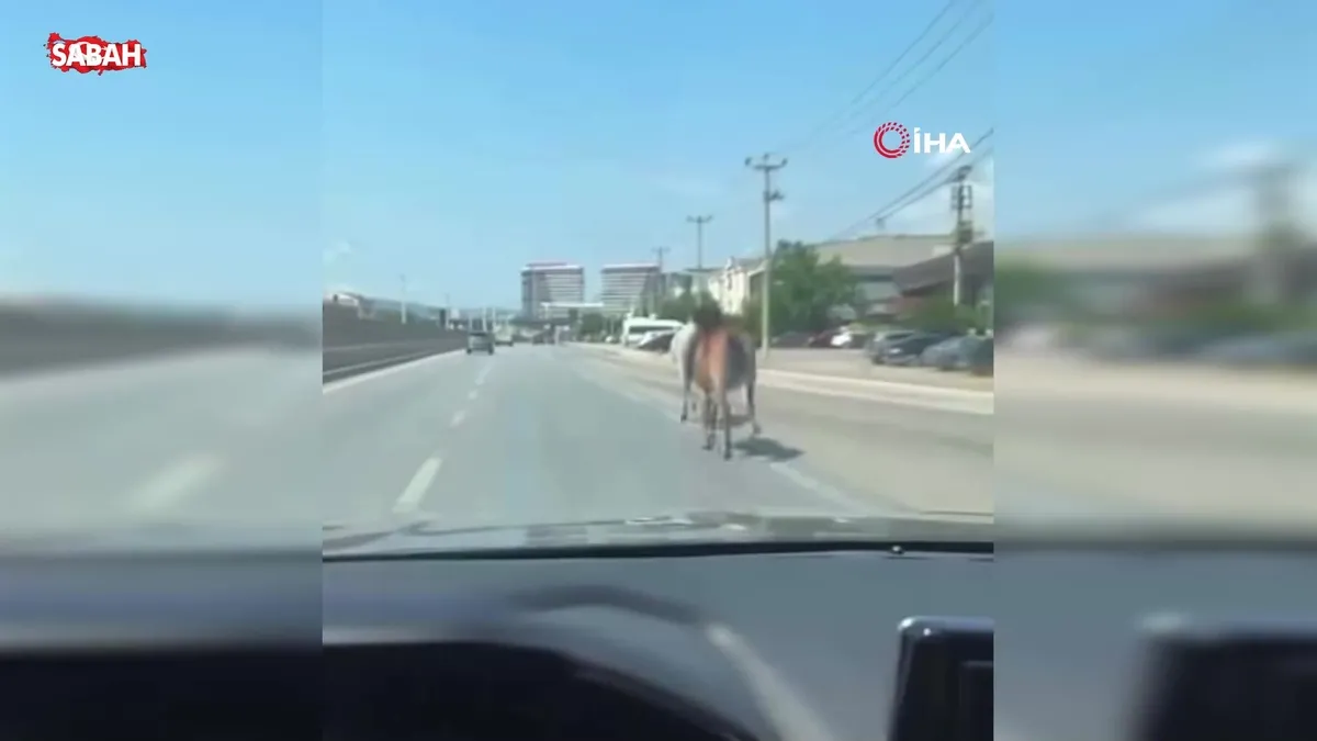 Bursa’da trafiğe çıkan başıboş atlar, sürücülere zor anlar yaşattı: O anlar kamerada videosunu izle Bursa’da trafiğe çıkan başıboş atlar, sürücülere zor anlar yaşattı: O anlar kamerada videosunu izle