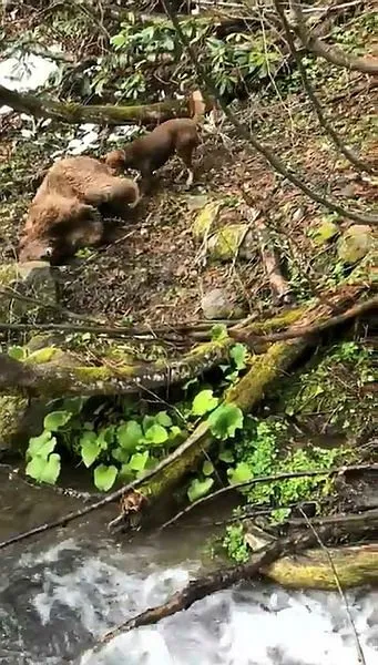 Vurulan yavru ayıya işkenceye suç duyurusu