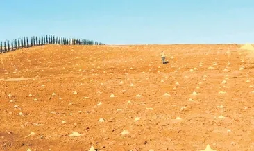 Keçiören organik üzüm bağı kurdu