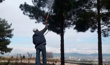 Çam ağaçları zararlılardan arındırıldı