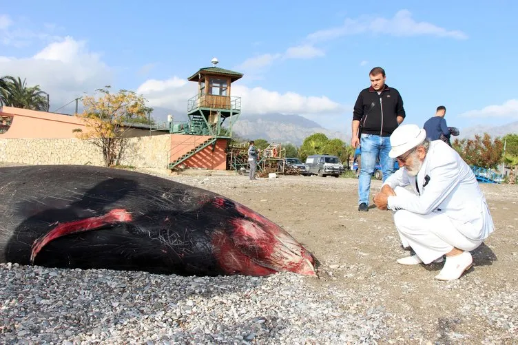 Kıyıya 5 metrelik ölü balina vurdu