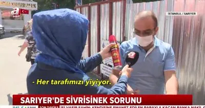 İstanbul Sarıyer’de sivrisinekler vatandaşların kabusu oldu | Video