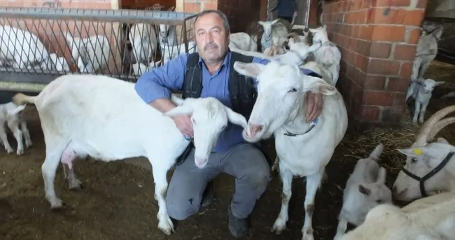 2 keci ile cobanliga baslayan muhtar binlerce keci ve oglak yetistirdi egeli sabah haberleri 2 keci ile cobanliga baslayan muhtar binlerce keci ve oglak yetistirdi egeli sabah haberleri