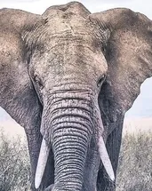 Seri katil fil aranıyor