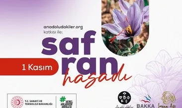 İmece Ağı ile Safran Hasadı: Anadoludakiler Safranbolu’da Gönüllüleri Bekliyor #karabuk