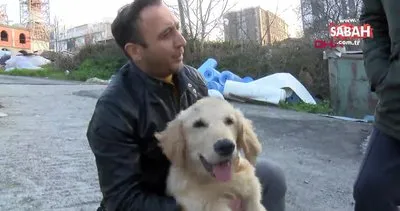 Sultangazi’de yol kenarına atılan köpeğin sahibi aranıyor | Video