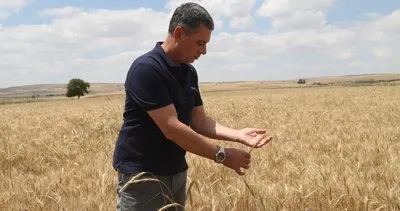 Gölbaşı Belediyesinin çiftçilere dağıttığı tohumda hasat mutluluğu