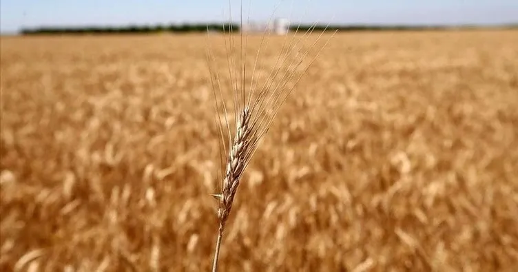 NATO-Ukrayna Konseyi tahıl konusunda toplanacak