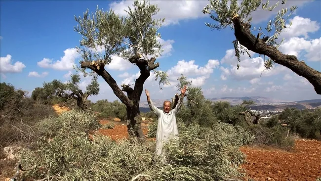 israil-bati-seriada-bir-haftada-8-bin-agaci-soktu-1766698833979.jpg İsrail, Batı Şeria'da bir haftada 8 bin ağacı söktü