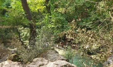 ’Anıt ağacı’ alevlere meydan okudu!