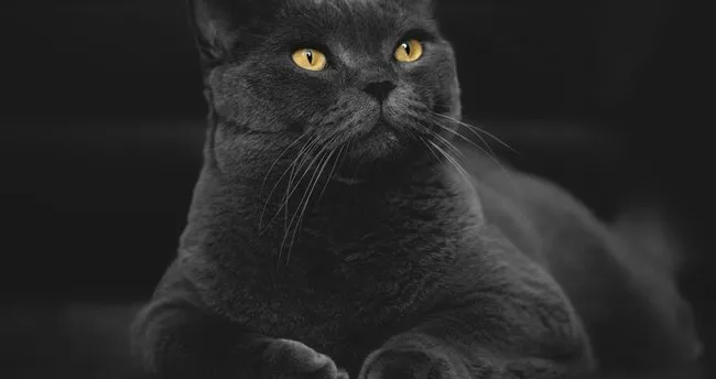 Ruyada Siyah Kedi Gormek Ne Anlama Gelir Ruyada Siyah Yavru Kedi Gormek Tabiri Nedir Ruya Tabirleri Haberleri