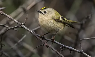 Sadece 7 santimetre! Bu minik canlının soğukla mücadelesi yürekleri ısıttı