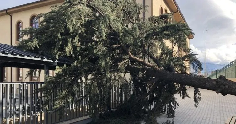 İzmir’de rüzgar nedeniyle 2 otomobilin üzerine ağaç devrildi