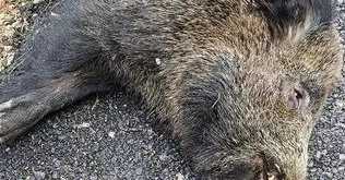 Trabzonlu ve Rizeli avcılar domuz avına çıktı