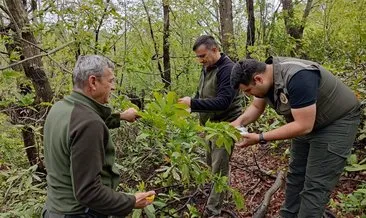 Ormanda “Gal Arısı” tespit edildi: Mücadele başladı