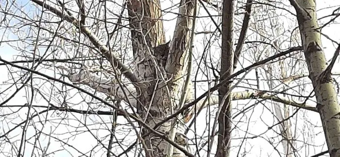 Canını kurtarmak için ağaca tırmandı