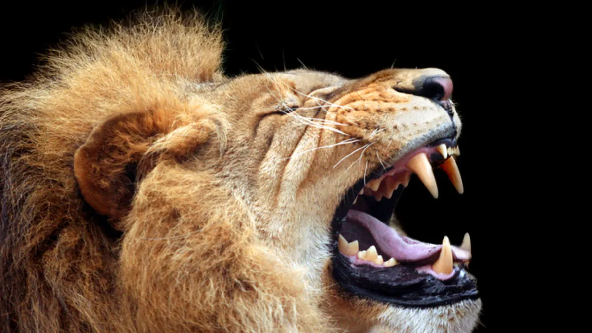 Aslanların gizli dili ortaya çıktı: İkinci kükreme…