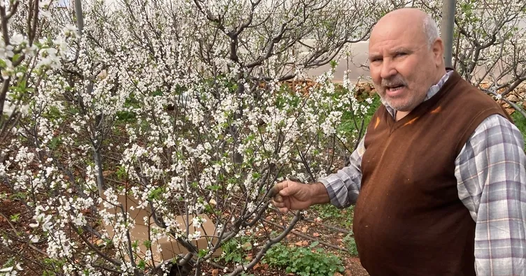 Erdemli’de erikler çiçek açtı