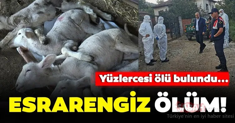 Esrarengiz son dakika haberi şüphe uyandırdı! Bursa’da yüzlercesi ölü bulunan…