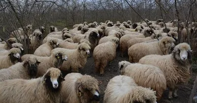 Kırşehir'de koyun keçi çiçeği hastalığı tespit edildi #kirsehir