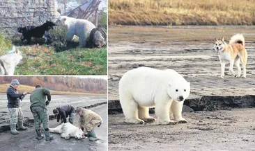 Evinden 750 kilometre uzakta köpeklerle dost oldu