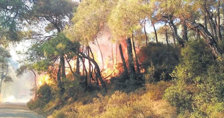 Orman yakan yanar