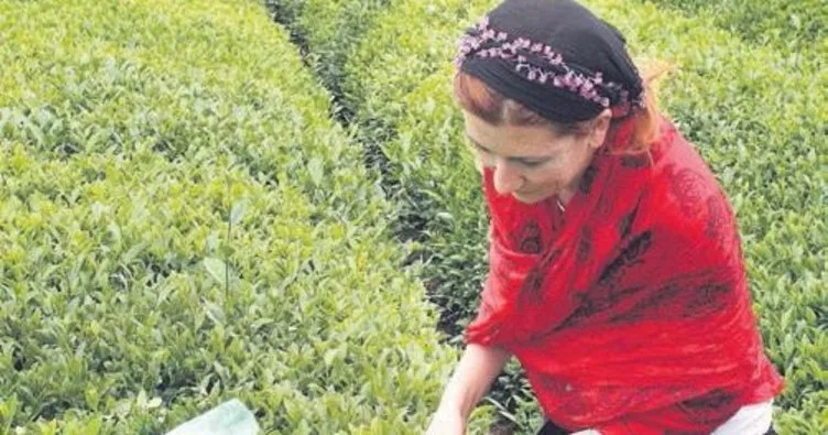 Çay sözleşmeli tarım ürünü oluyor