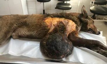 Köpeğin karnından 6 kilo tümör çıktı #bolu