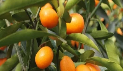 Sağlığın küçük mücevheri Kamkat!