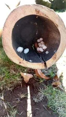 Doğanın ilginç yüzü!