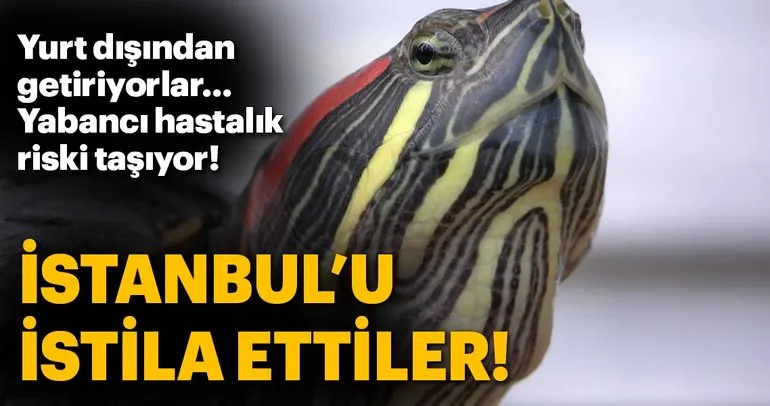 İstanbul’u kırmızı yanaklı su kaplumbağası ’istila etti’