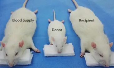Dünyanın ilk fare kafası nakli yapıldı!