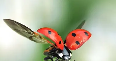 Uğur böceğinin kanatlarındaki sır!