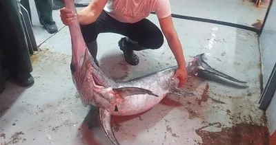 60 yıl sonra bir ilk! Boğaz’da ağlara takıldı! Balıkçılar şaştı kaldı